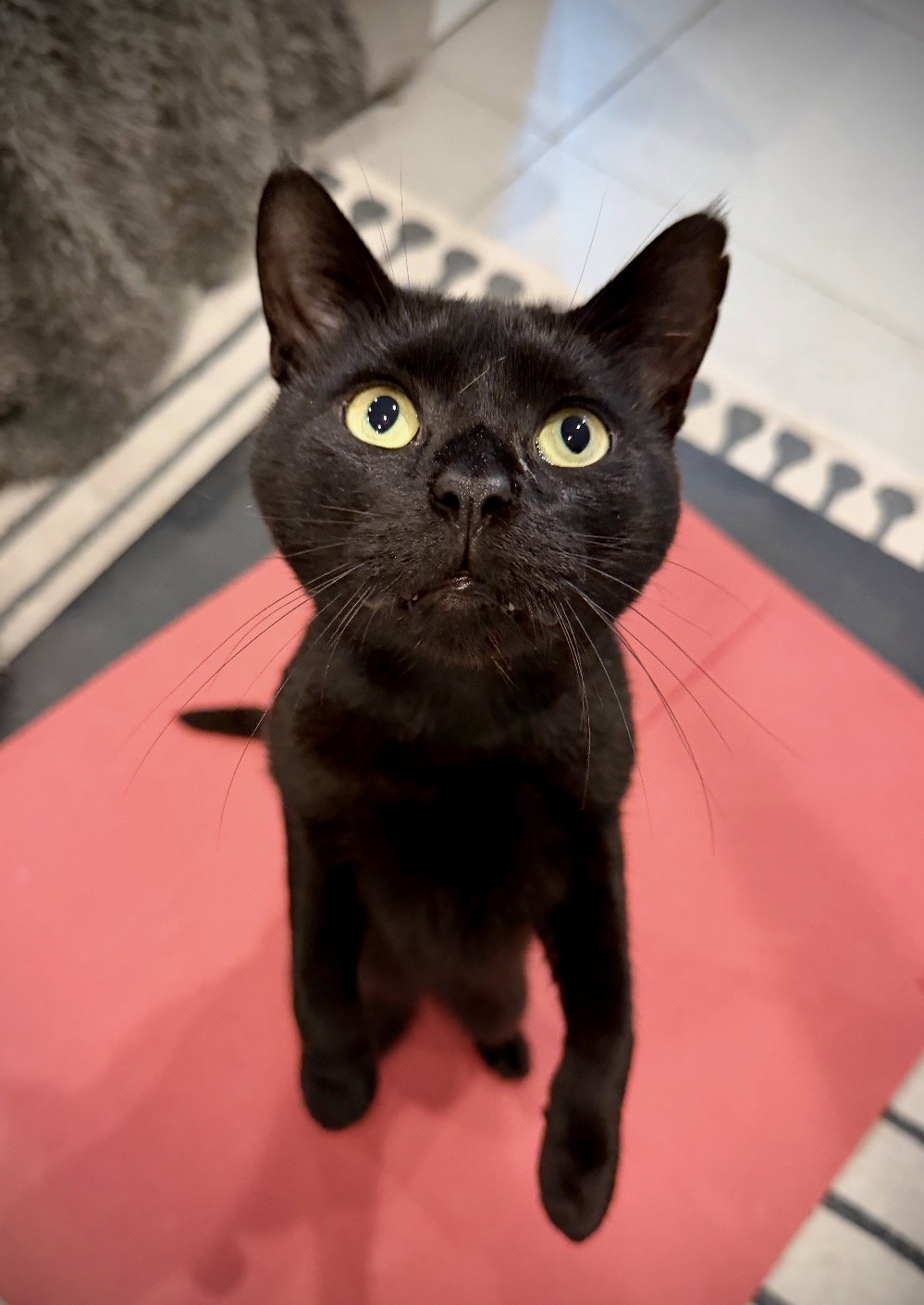 Peter Pawker, cat