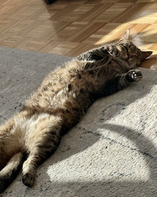 Carla, Senior Domestic Short Hair (short coat), cat for adoption in New Rochelle, New York