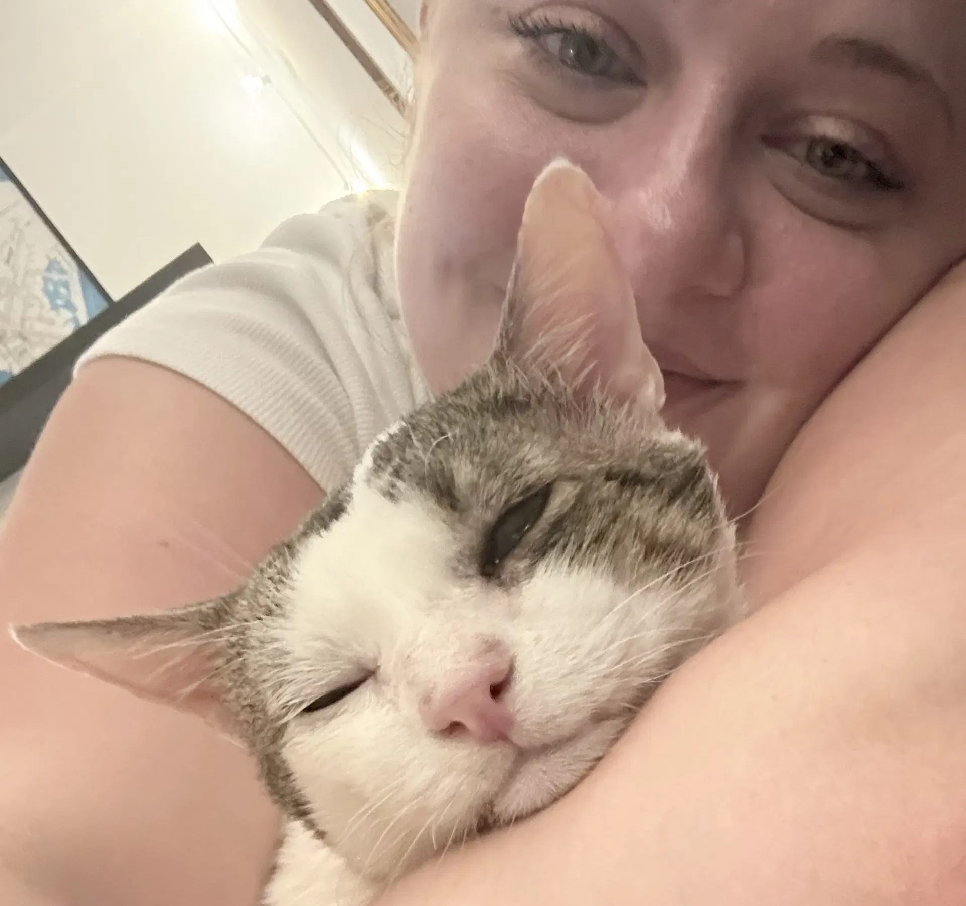 Tomy - Domestic Short Hair
