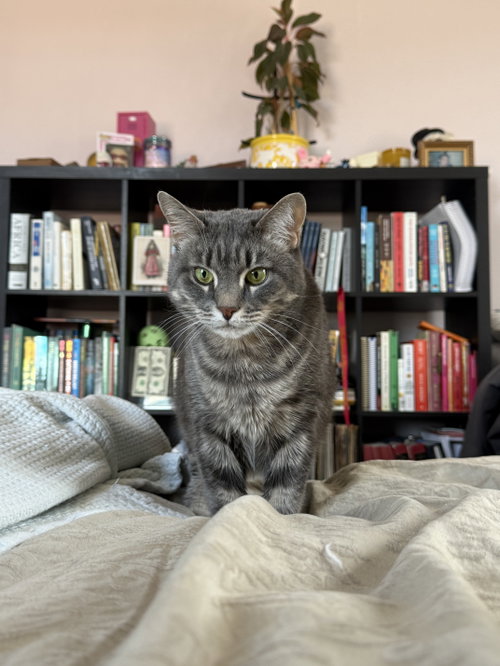 Gerty, an adoptable Domestic Short Hair in Brooklyn, NY