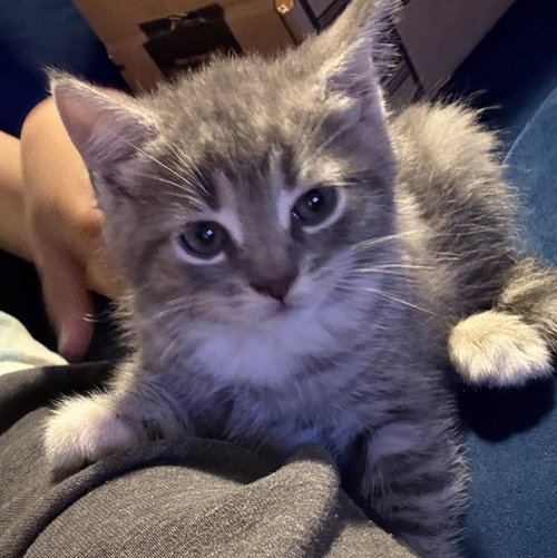 Pea, Bean, Lentil and Noodle, Baby Domestic Medium Hair (medium coat), cat for adoption in New Rochelle, New York