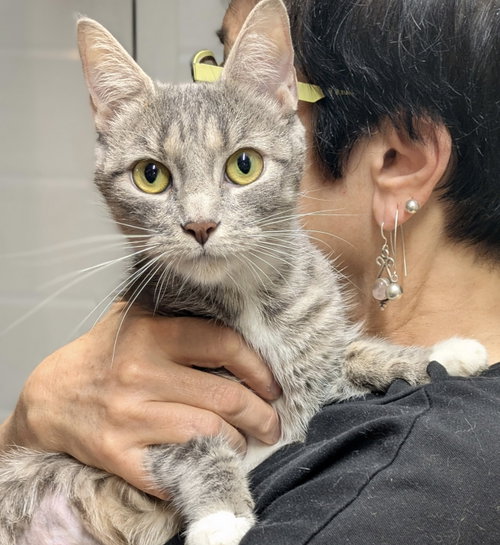 Luna, Young Domestic Short Hair (short coat), cat for adoption in New Brunswick, New Jersey