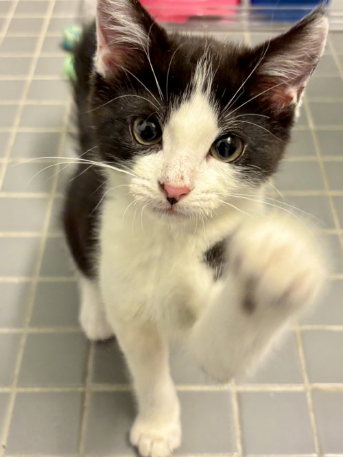 Glamour, Baby Domestic Medium Hair (medium coat), cat for adoption in New Brunswick, New Jersey