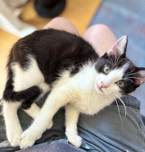 Glamour, Baby Domestic Medium Hair (medium coat), cat for adoption in Mount Vernon, New York