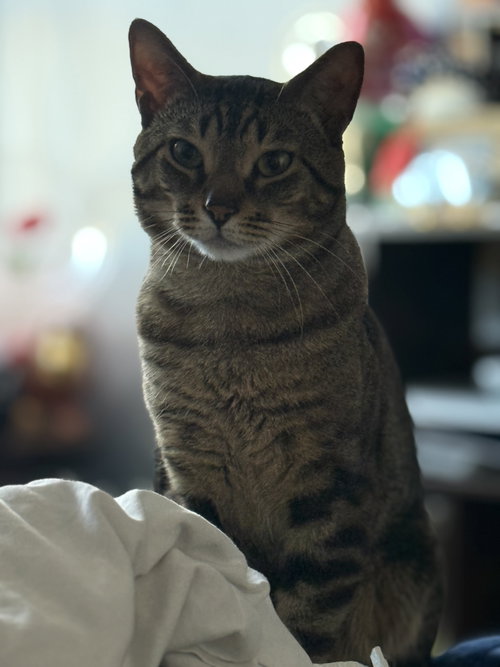 Nico, Young Domestic Short Hair (short coat), cat for adoption in New Rochelle, New York