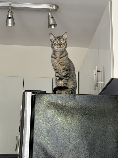 Jiffy