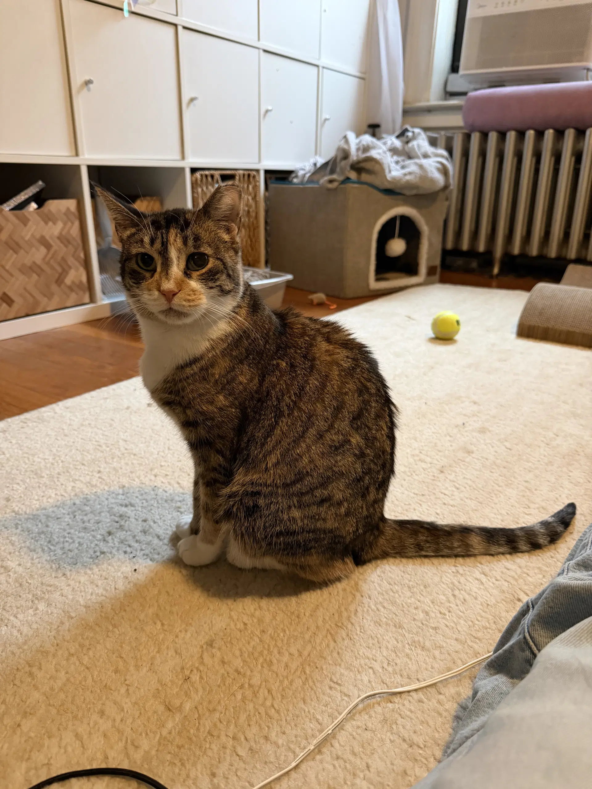 Imelda May - Domestic Short Hair
