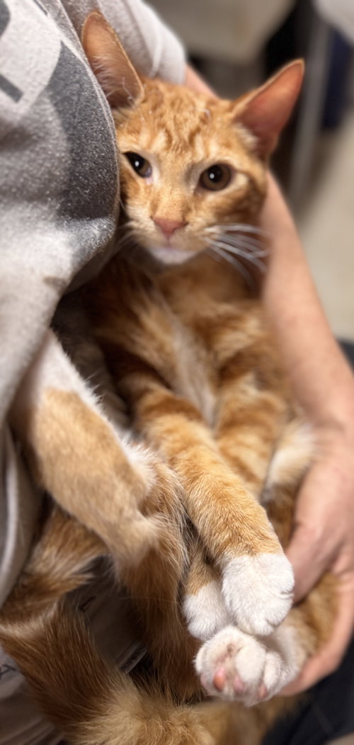 Buckley, Young Domestic Short Hair (short coat), cat for adoption in New Brunswick, New Jersey