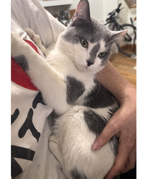 Crumbs!, Domestic Medium Hair (short coat), cat for adoption in New Brunswick, New Jersey