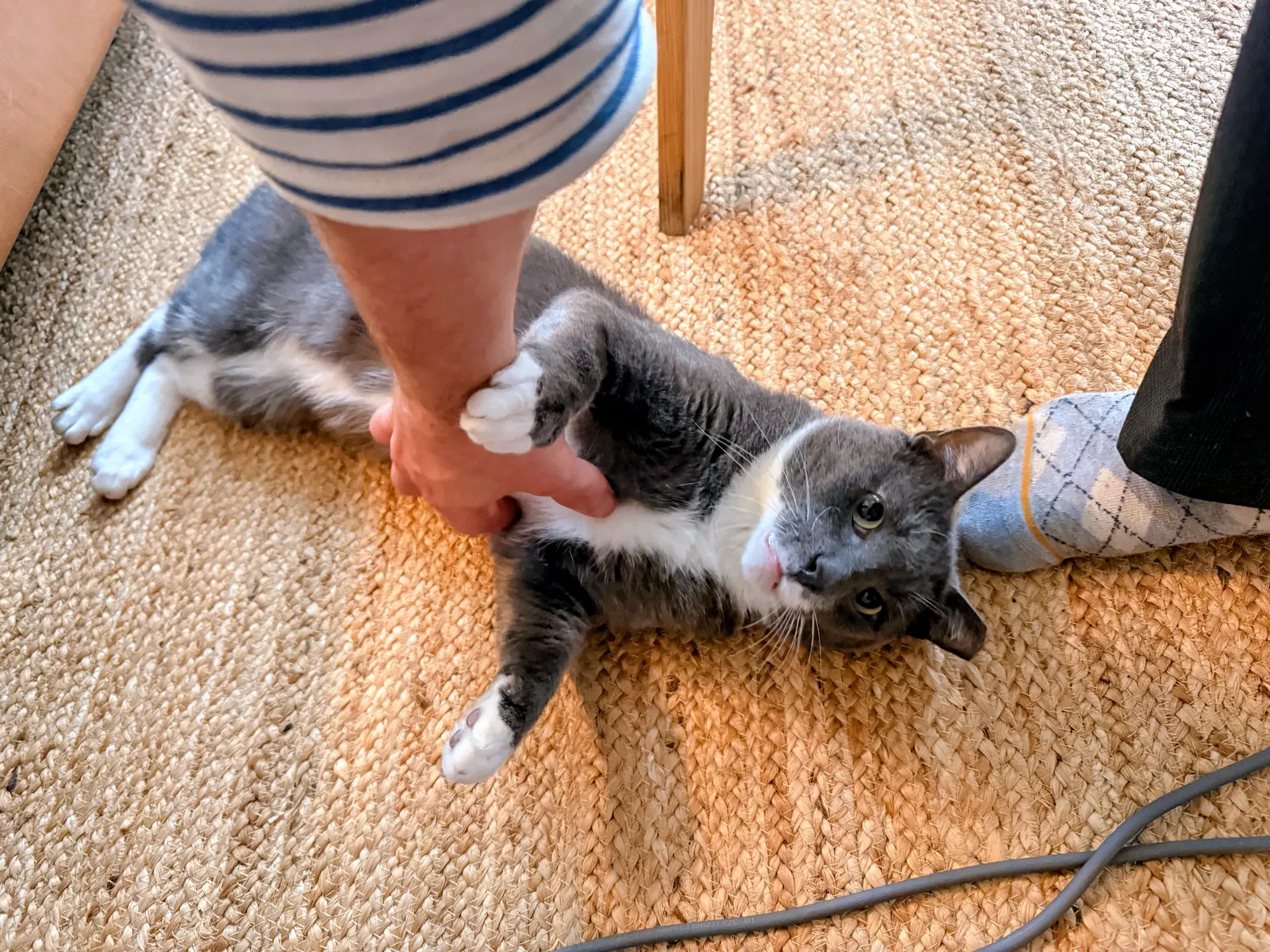 Zeppelin - Domestic Short Hair