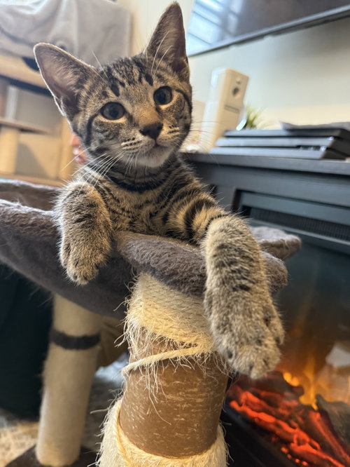Simba, Baby Domestic Short Hair (short coat), cat for adoption in New Brunswick, New Jersey