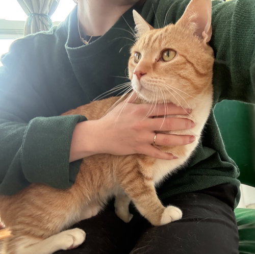 Pockets, Young Domestic Short Hair (short coat), cat for adoption in New Brunswick, New Jersey