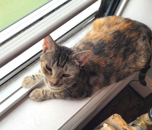 Katie, an adoptable Domestic Short Hair in Brooklyn, NY