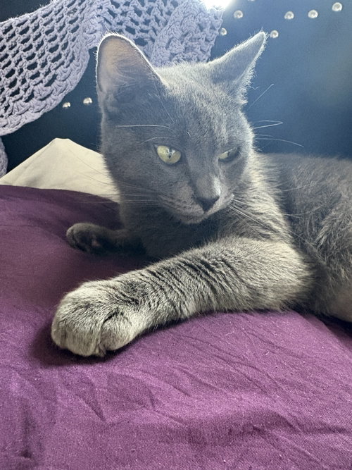 Greyce