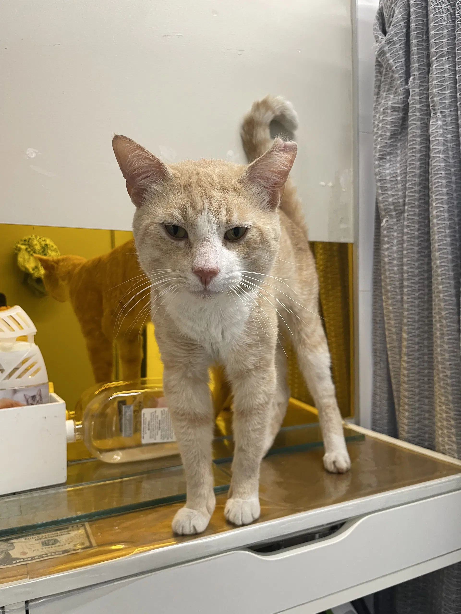 Genji - Domestic Short Hair