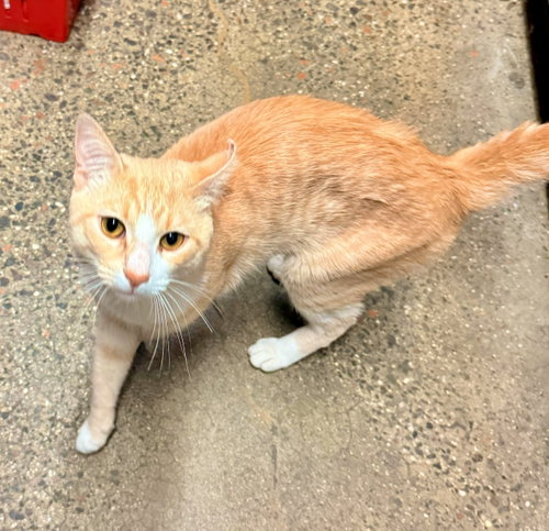 Genji, Young Domestic Short Hair (short coat), cat for adoption in White Plains, New York