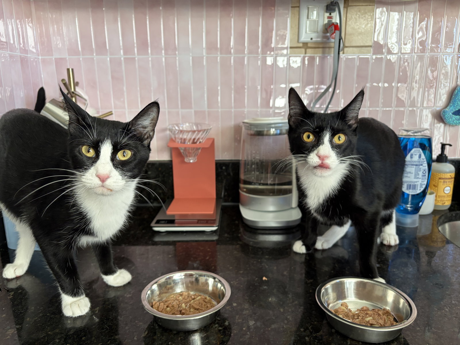 Domino and Pips!, cat
