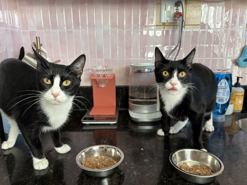Domino and Pips!