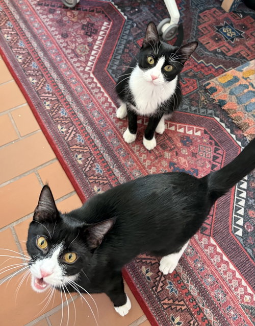 Photo 2 of Domino and Pips!
