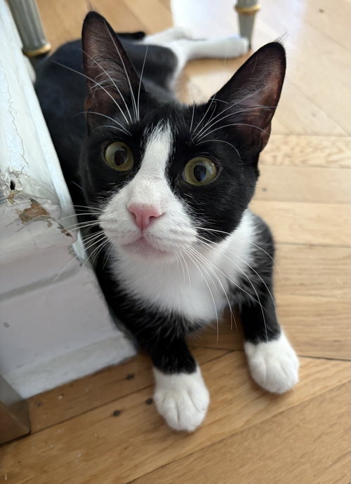 Photo 3 of Domino and Pips!