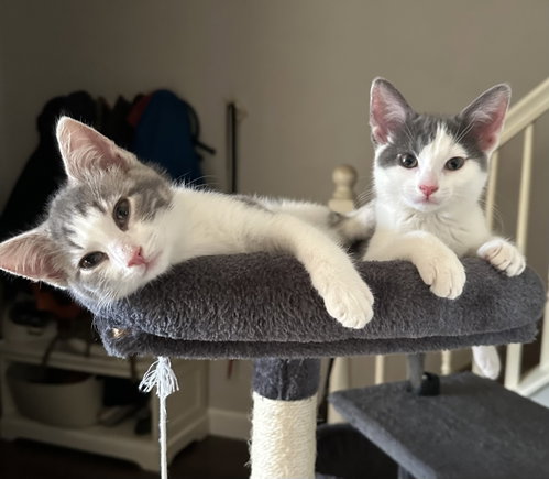 Maeby and Artie