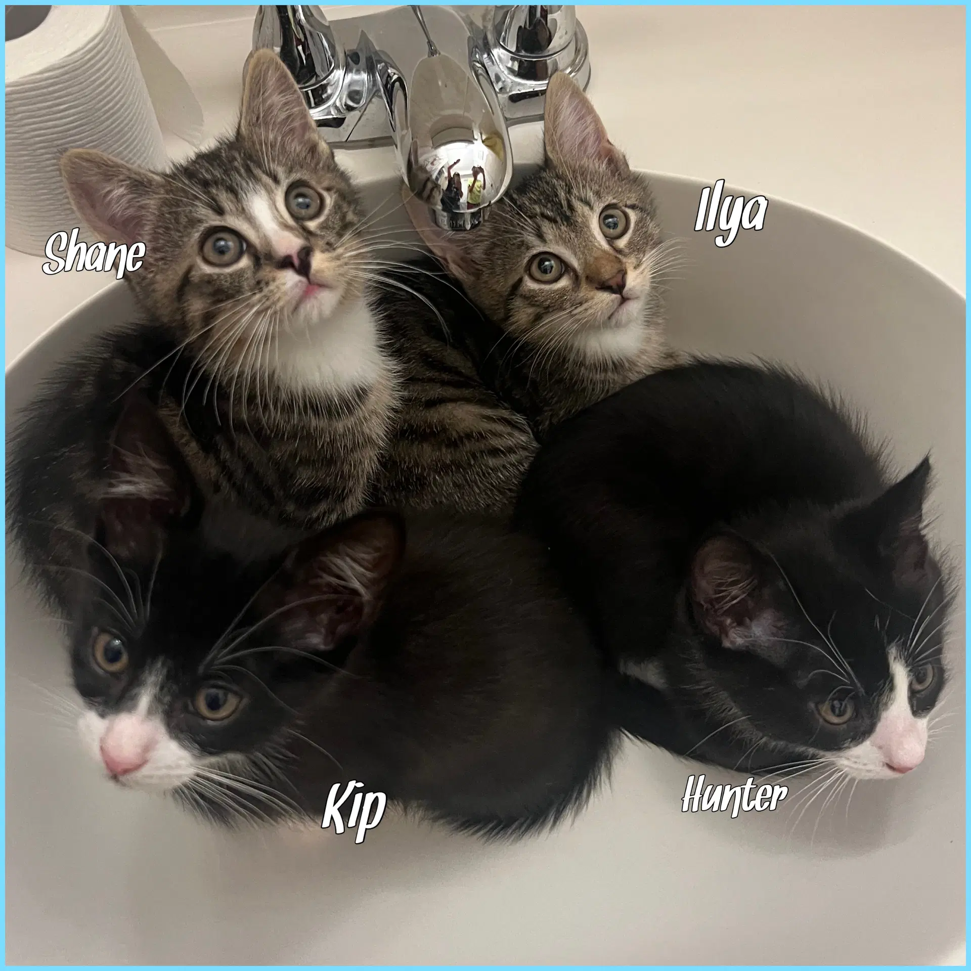 Shane Ilya Hunter And Kip - Domestic Short Hair
