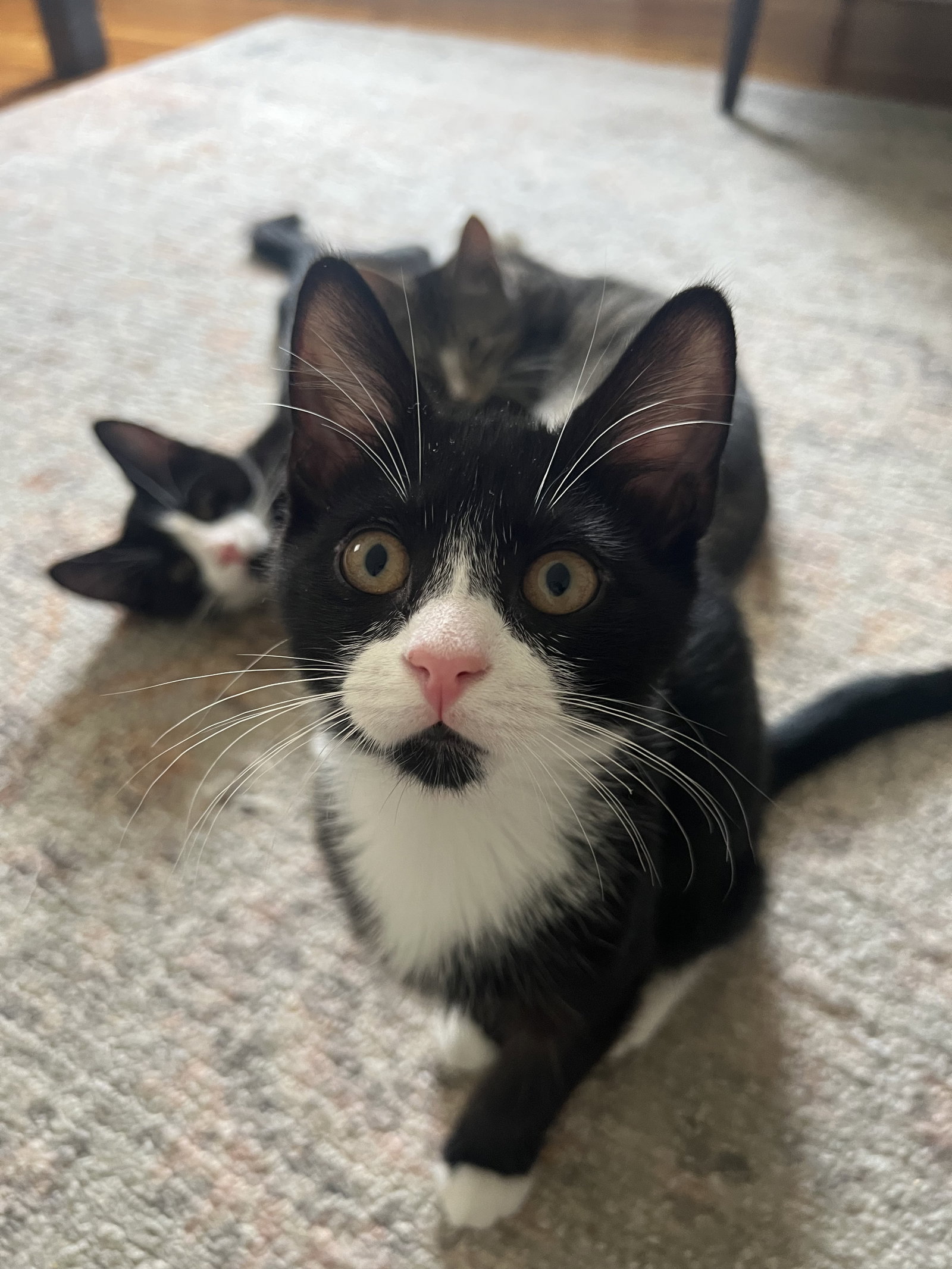 Shane, Ilya, Hunter and Kip, cat