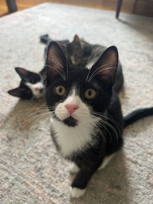 Shane, Ilya, Hunter and Kip, a cat for adoption from Brooklyn Animal Action