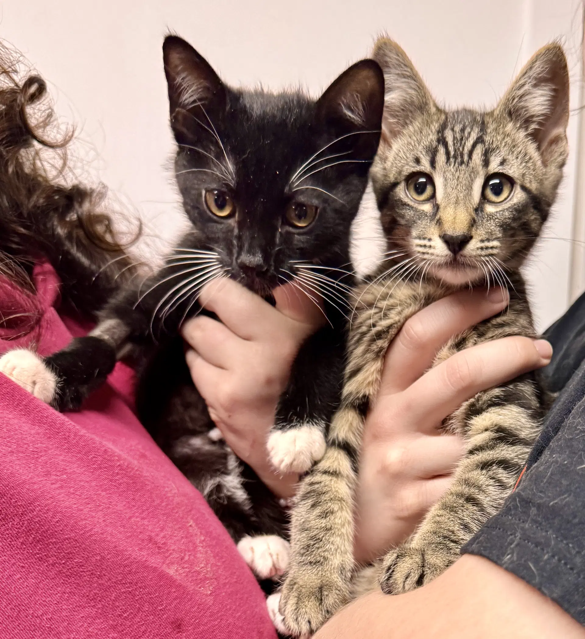 Harbor  Mist - Domestic Short Hair