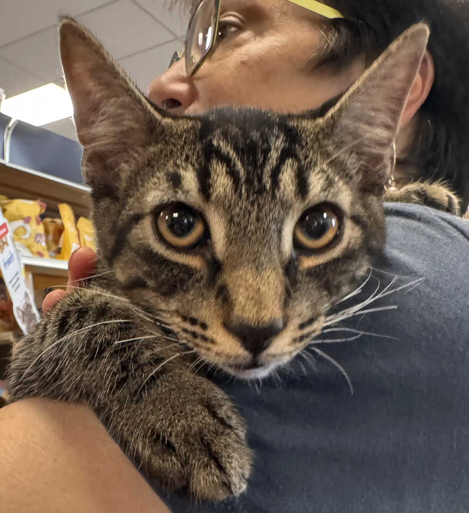 Harbor  Mist - Domestic Short Hair