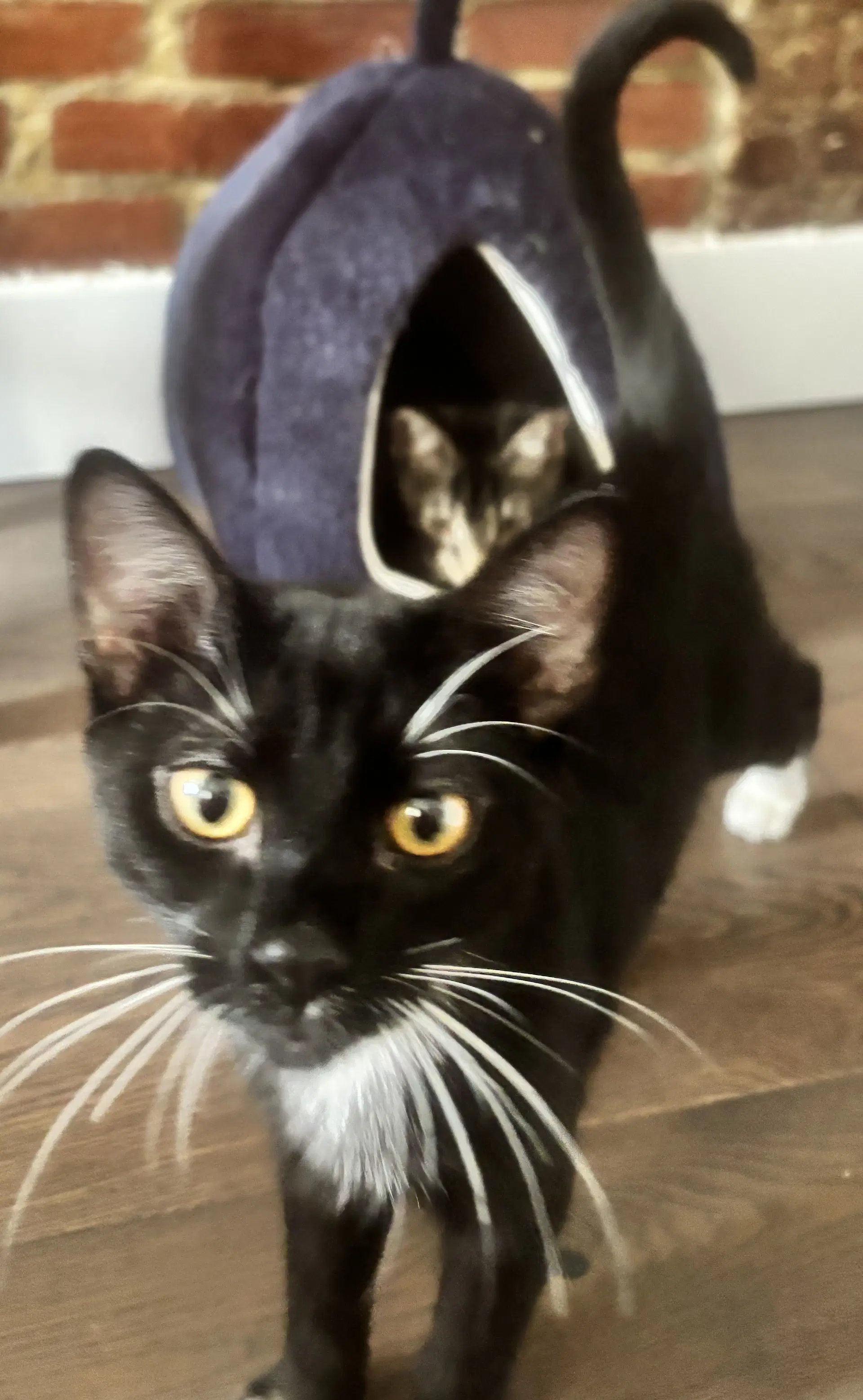 Harbor  Mist - Domestic Short Hair