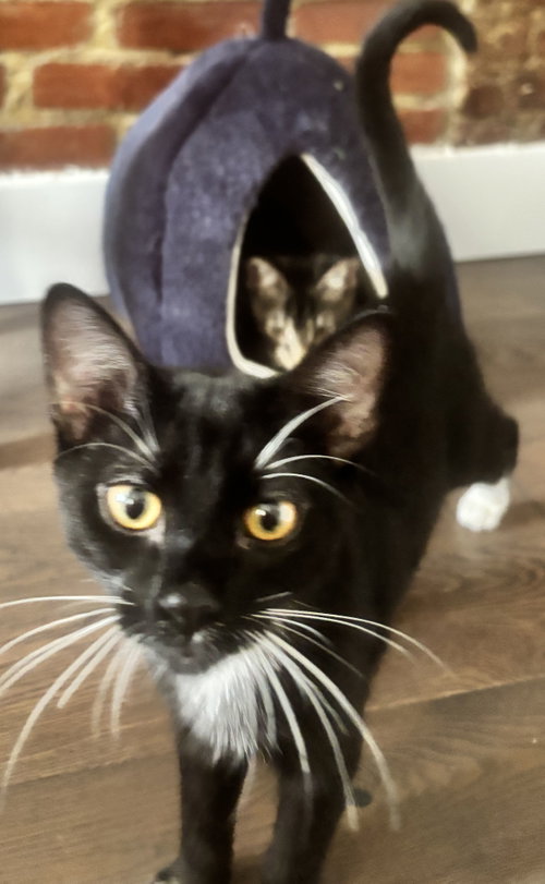 Harbor, a cat for adoption from Brooklyn Animal Action