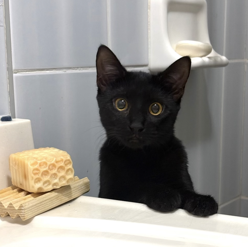 Gambit, Young Domestic Short Hair (short coat), cat for adoption in Mount Vernon, New York