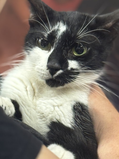 Cafe Au Lait, an adoptable Domestic Short Hair in Brooklyn, NY
