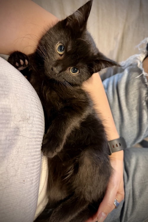 Quill, an adoptable Domestic Medium Hair in Brooklyn, NY