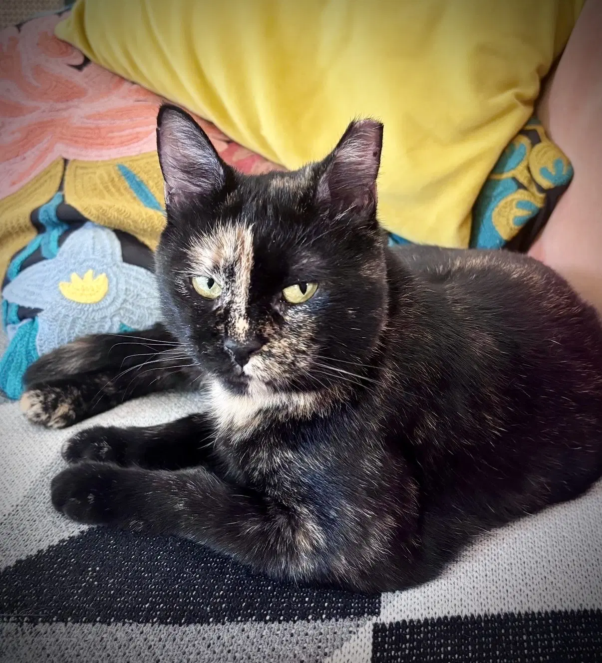 Georgina - Domestic Short Hair