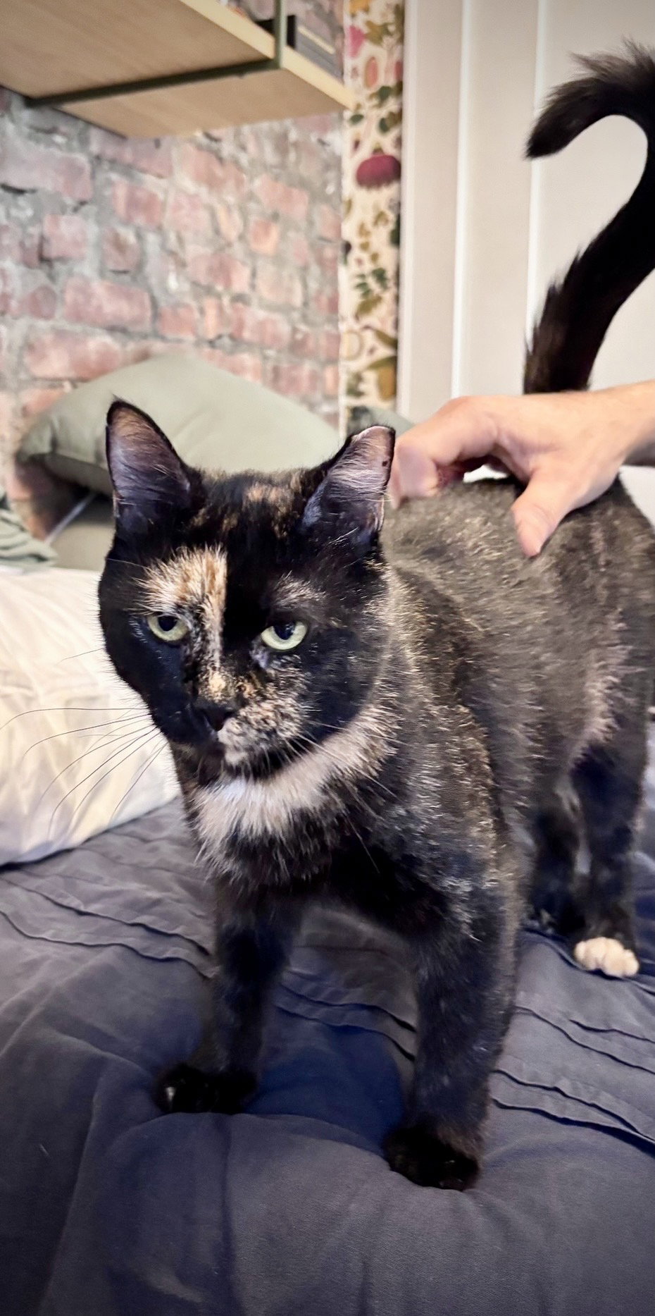 Georgina, cat