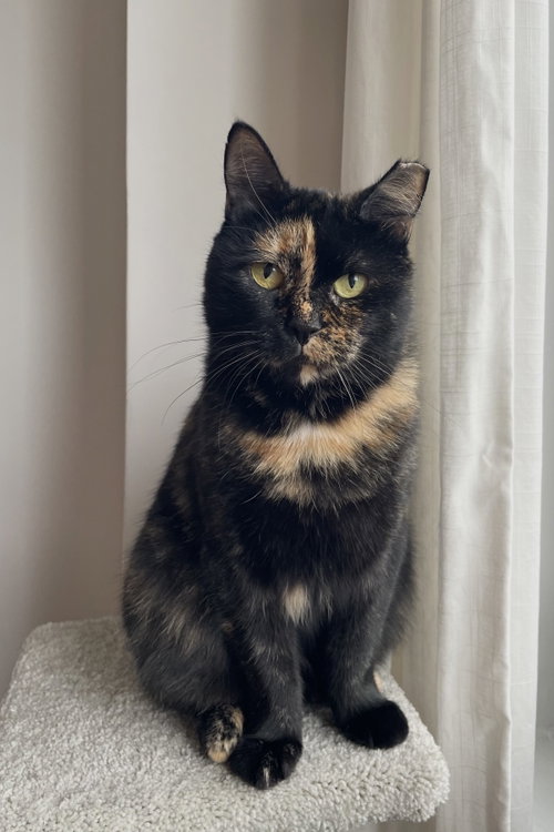Georgina, a cat for adoption from Brooklyn Animal Action