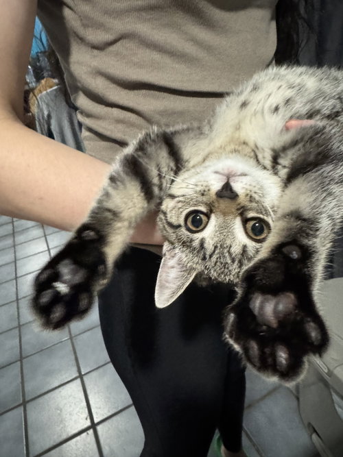 Juliet, an adoptable Domestic Short Hair in Brooklyn, NY