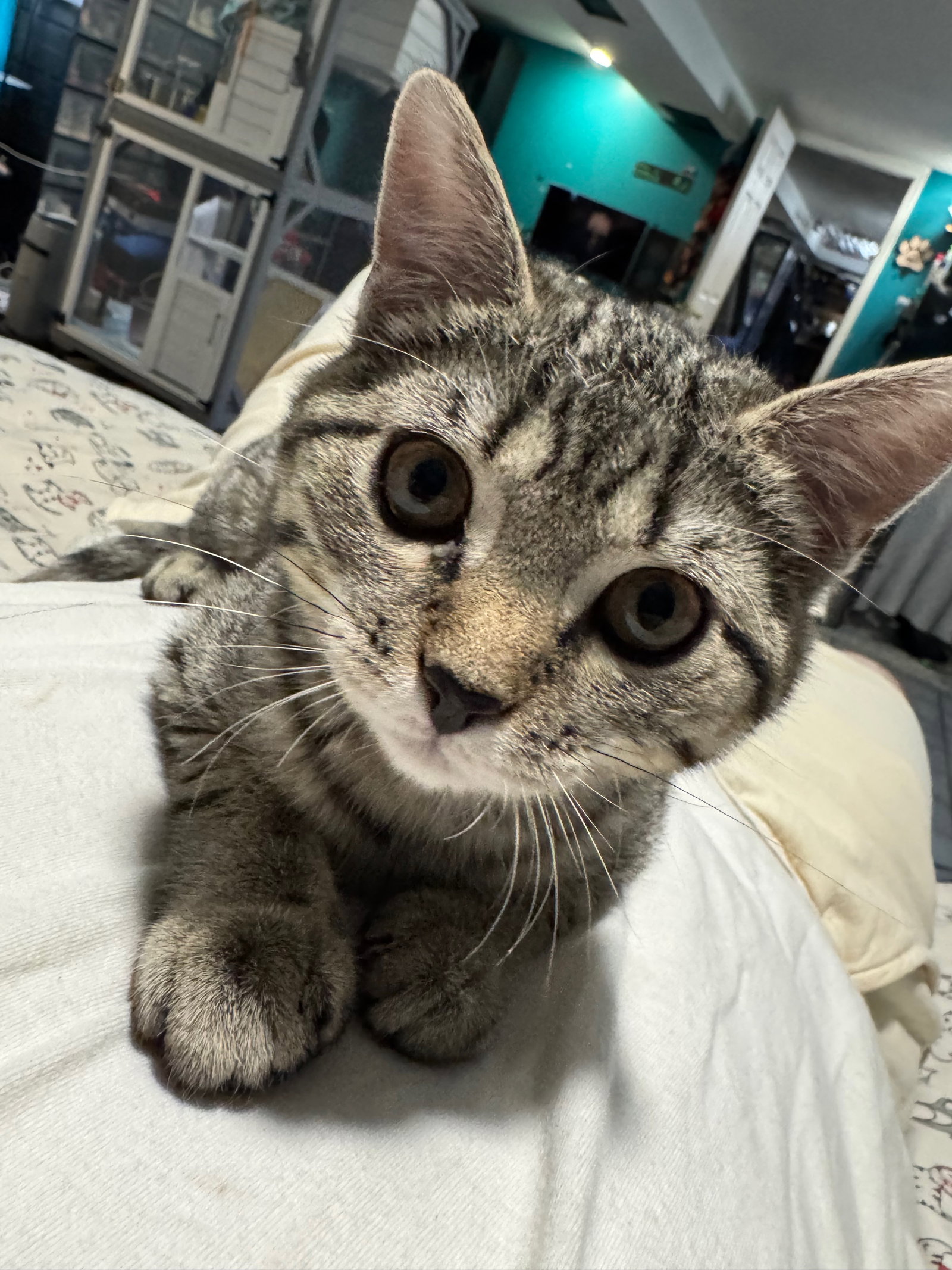 Juliet, cat