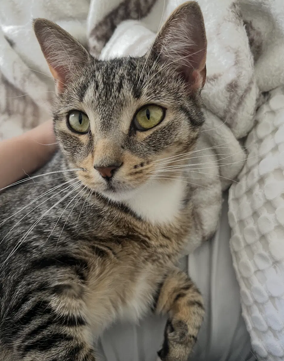 Butterfinger - Domestic Short Hair