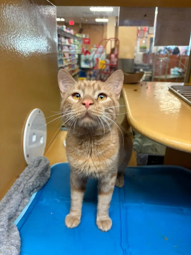 Sunrise - Domestic Short Hair
