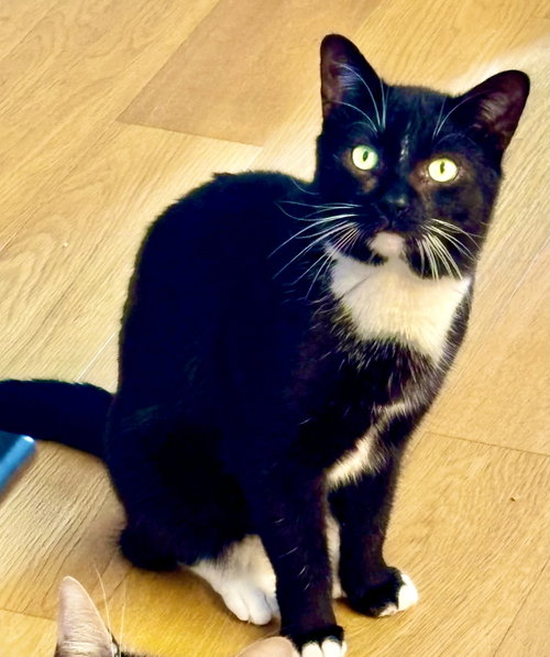Catsby! photo 6