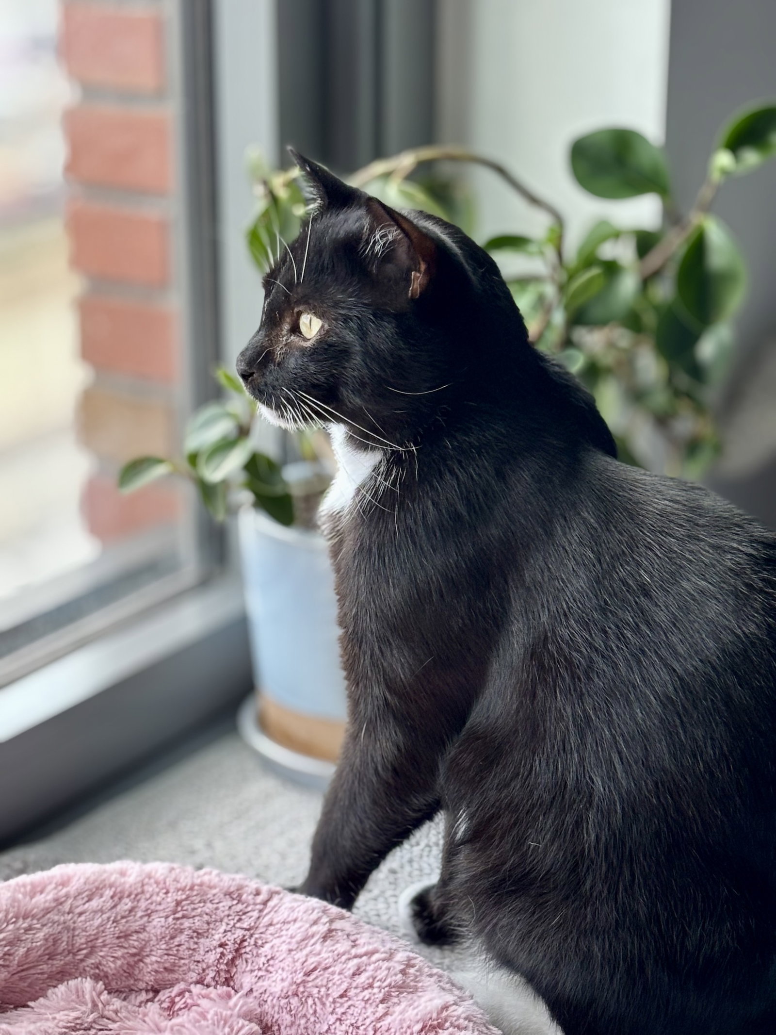 Catsby!, photo 6
