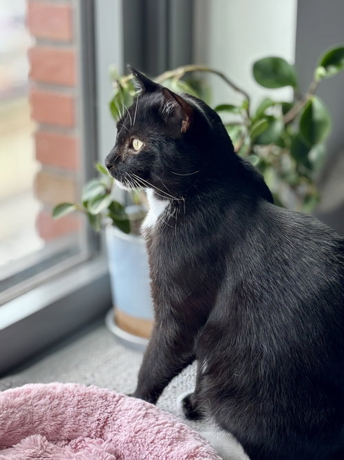 Catsby! photo 5