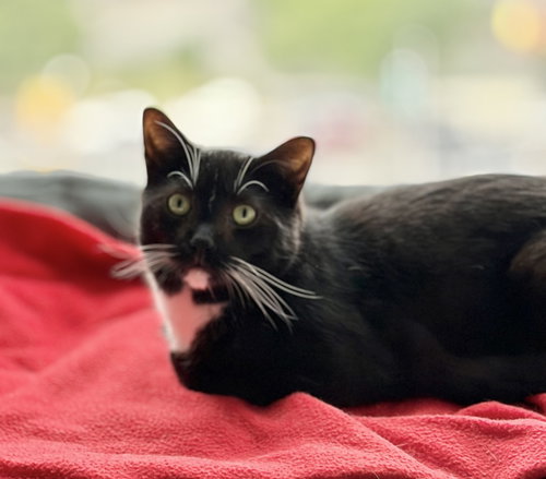 Catsby! photo 2