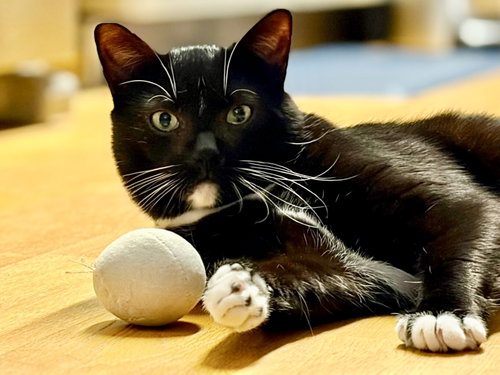 Catsby!, a cat for adoption from Brooklyn Animal Action