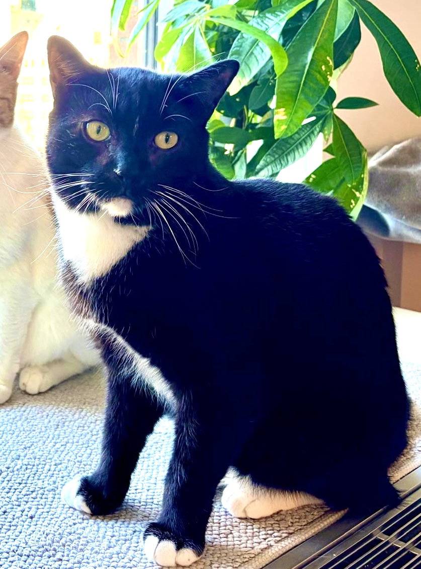 Catsby!, photo 4