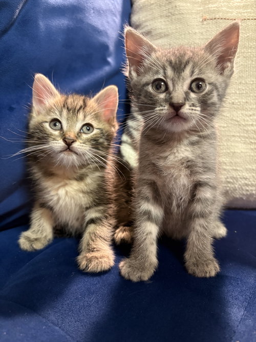 Cinnamon and Swirl
