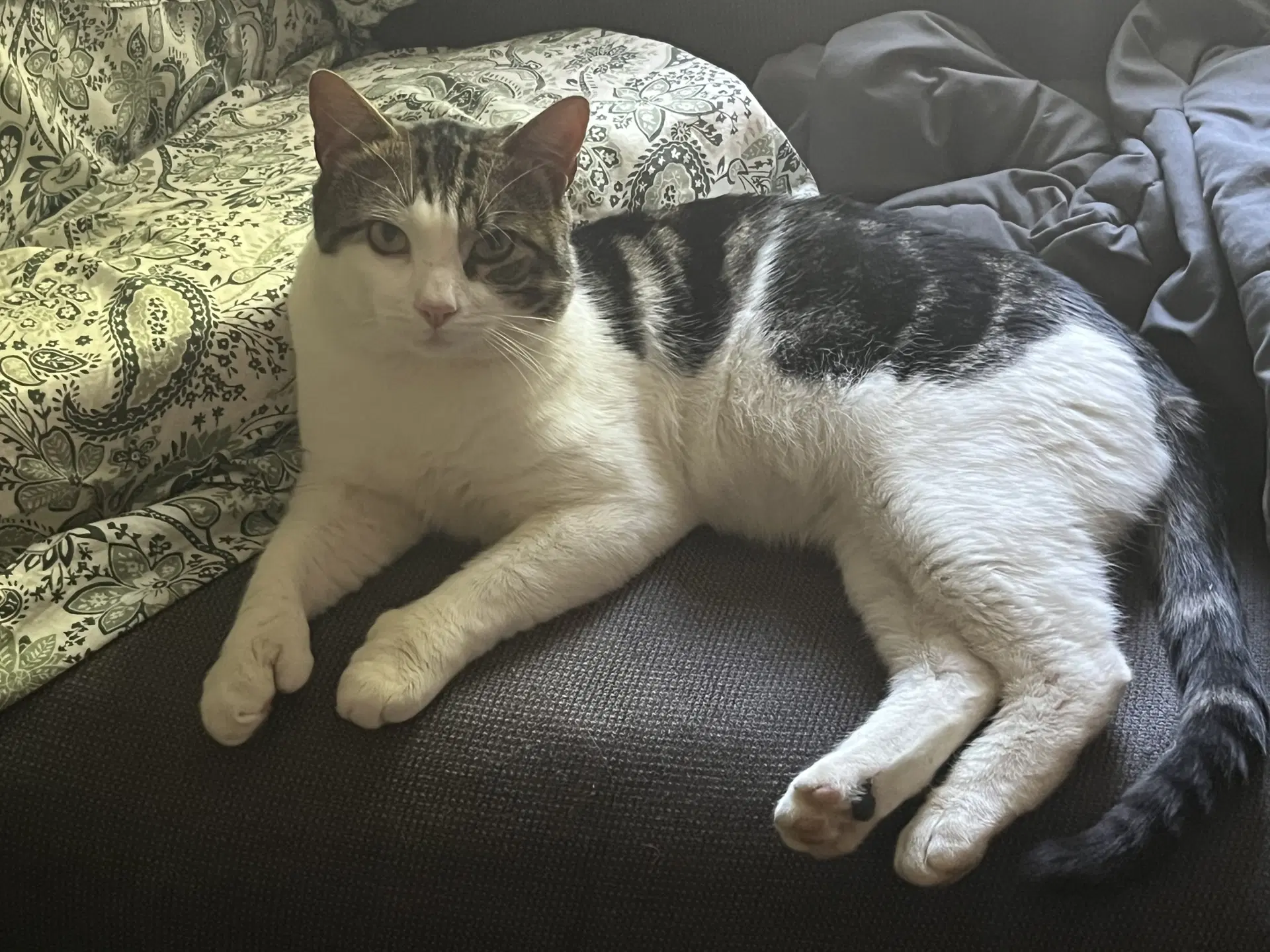 Mitts - Domestic Short Hair
